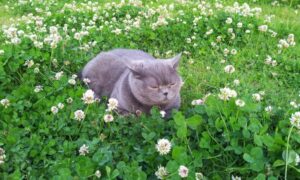 便利屋ねこの手-源吾郎丸
